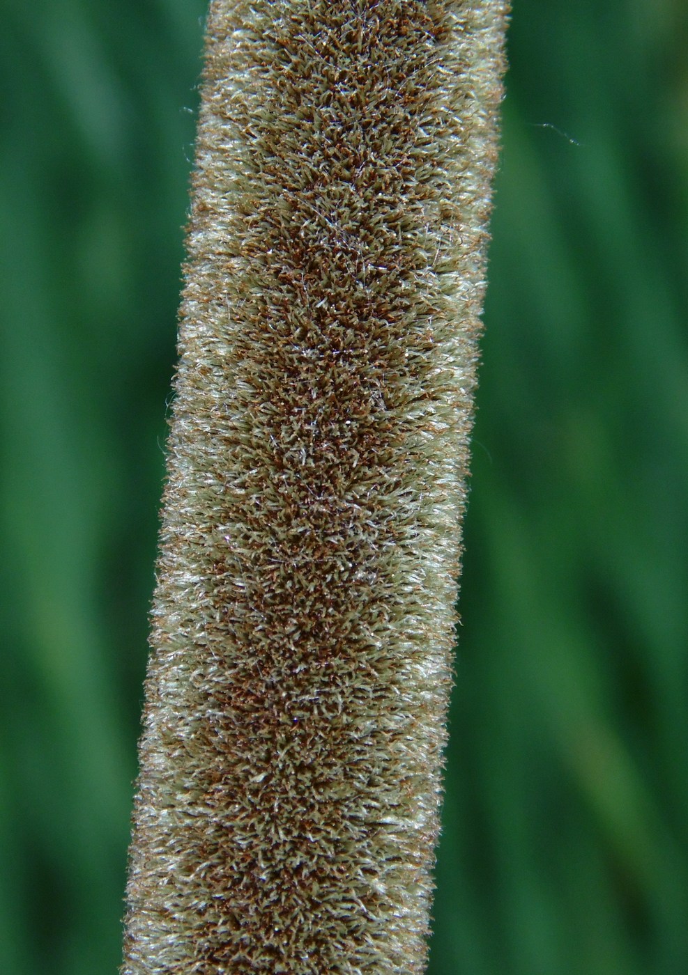 Изображение особи Typha angustifolia.