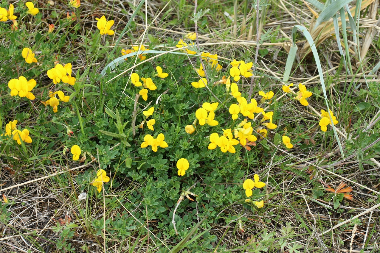 Image of Lotus balticus specimen.