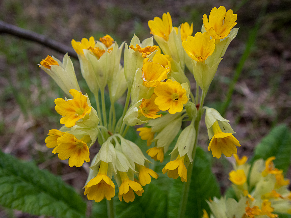 Image of Primula macrocalyx specimen.