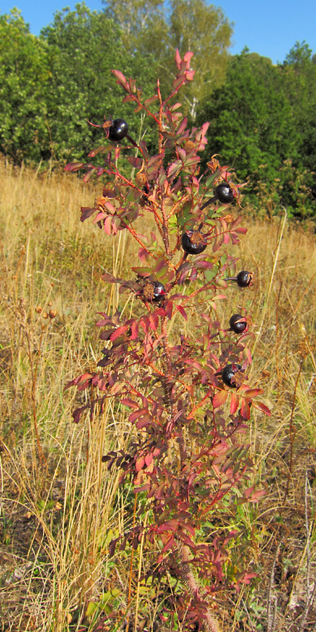 Image of Rosa spinosissima specimen.