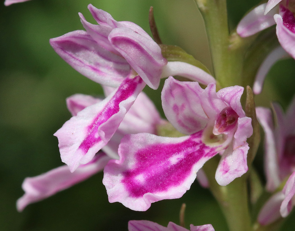 Изображение особи Dactylorhiza iberica.