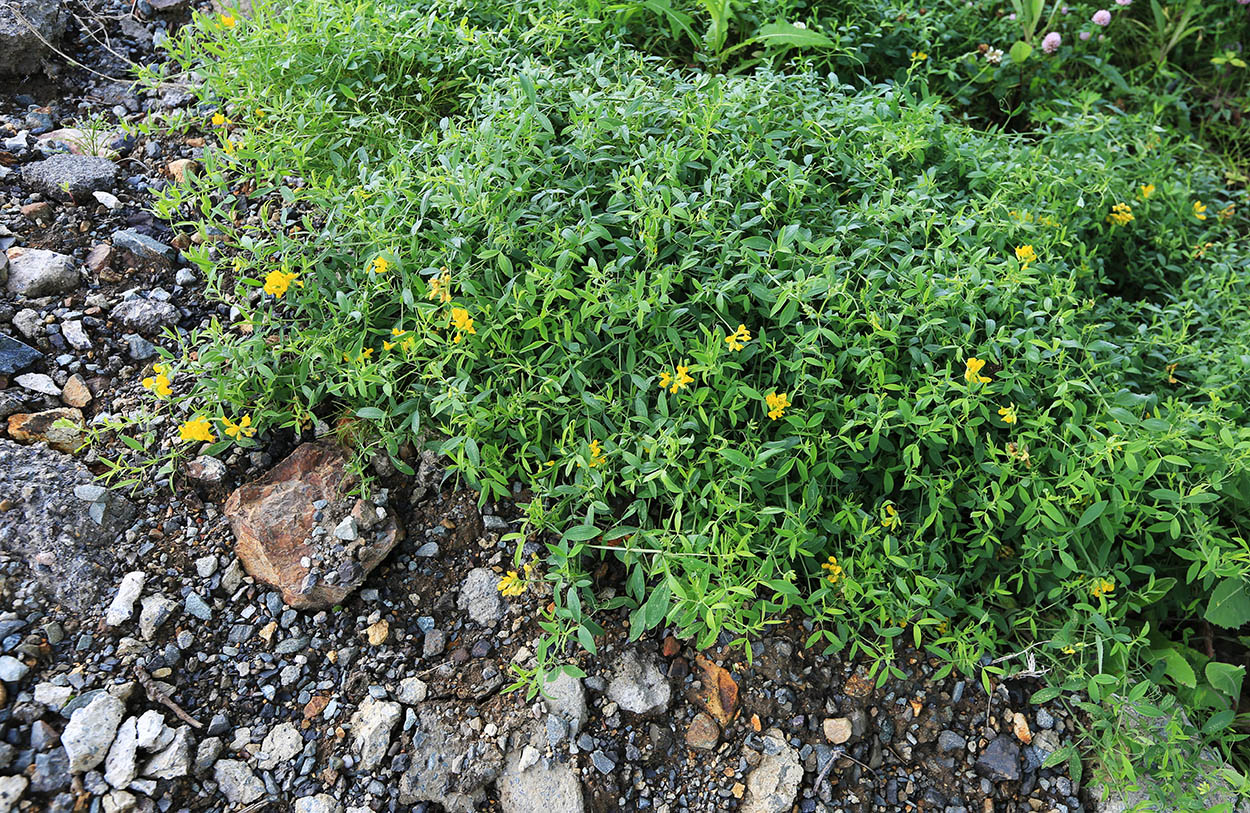 Изображение особи Lathyrus pratensis.