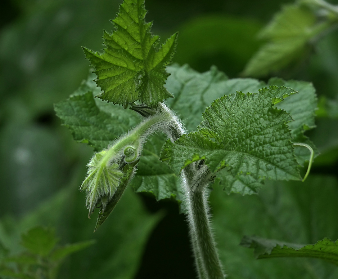 Image of Cucurbita pepo specimen.