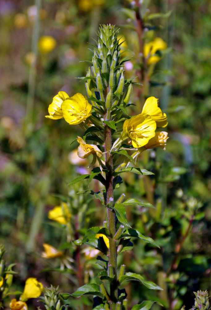 Изображение особи Oenothera rubricaulis.