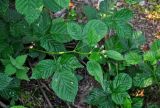 Rubus nessensis