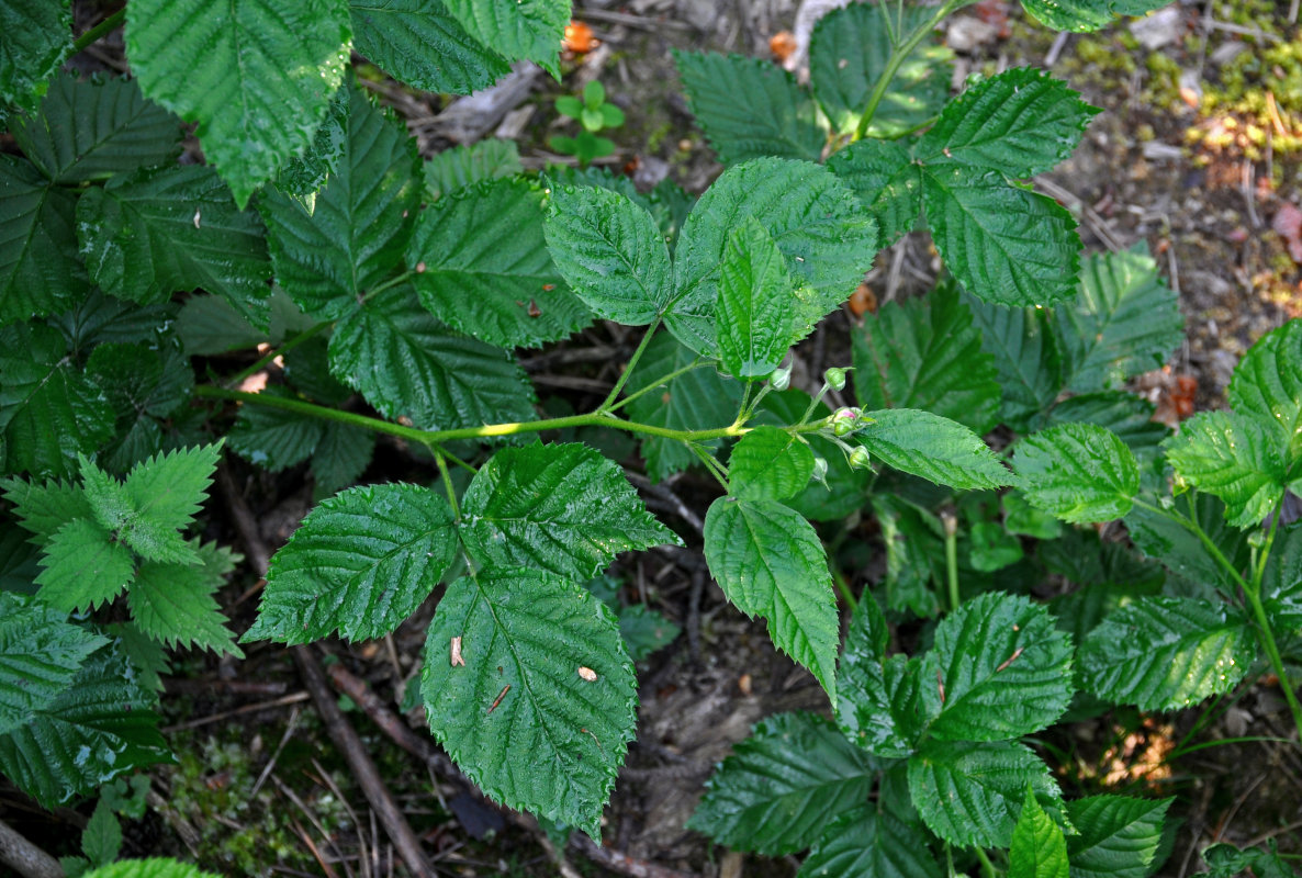 Изображение особи Rubus nessensis.