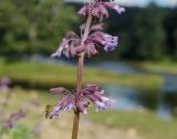 Salvia verticillata