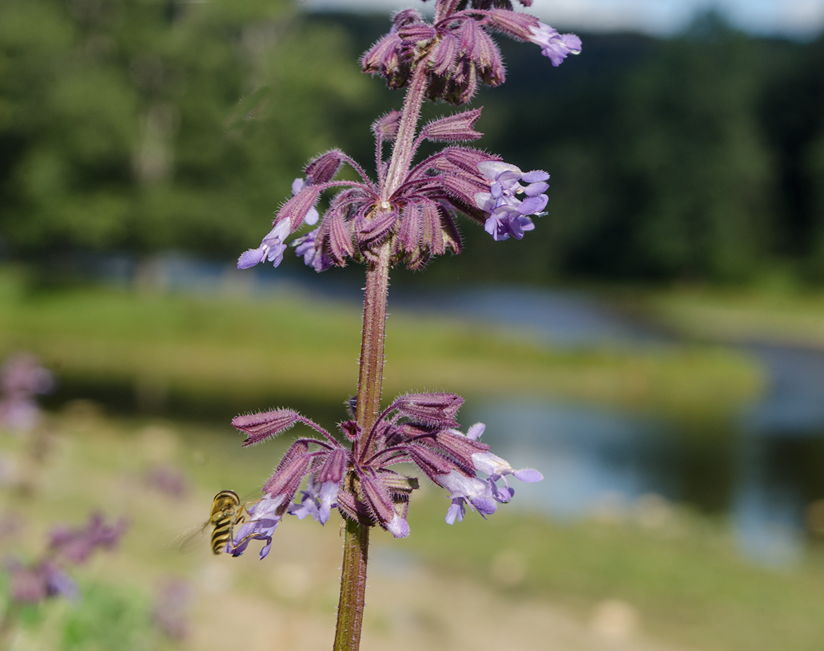 Image of Salvia verticillata specimen.