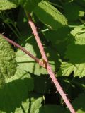 Rubus caesius. Часть стебля. Украина, г. Запорожье, балка Щавелевая, приречная долина. 21.07.2020.