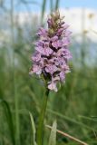 Dactylorhiza baltica