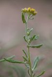 Achillea leptophylla