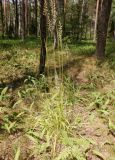 Calamagrostis arundinacea