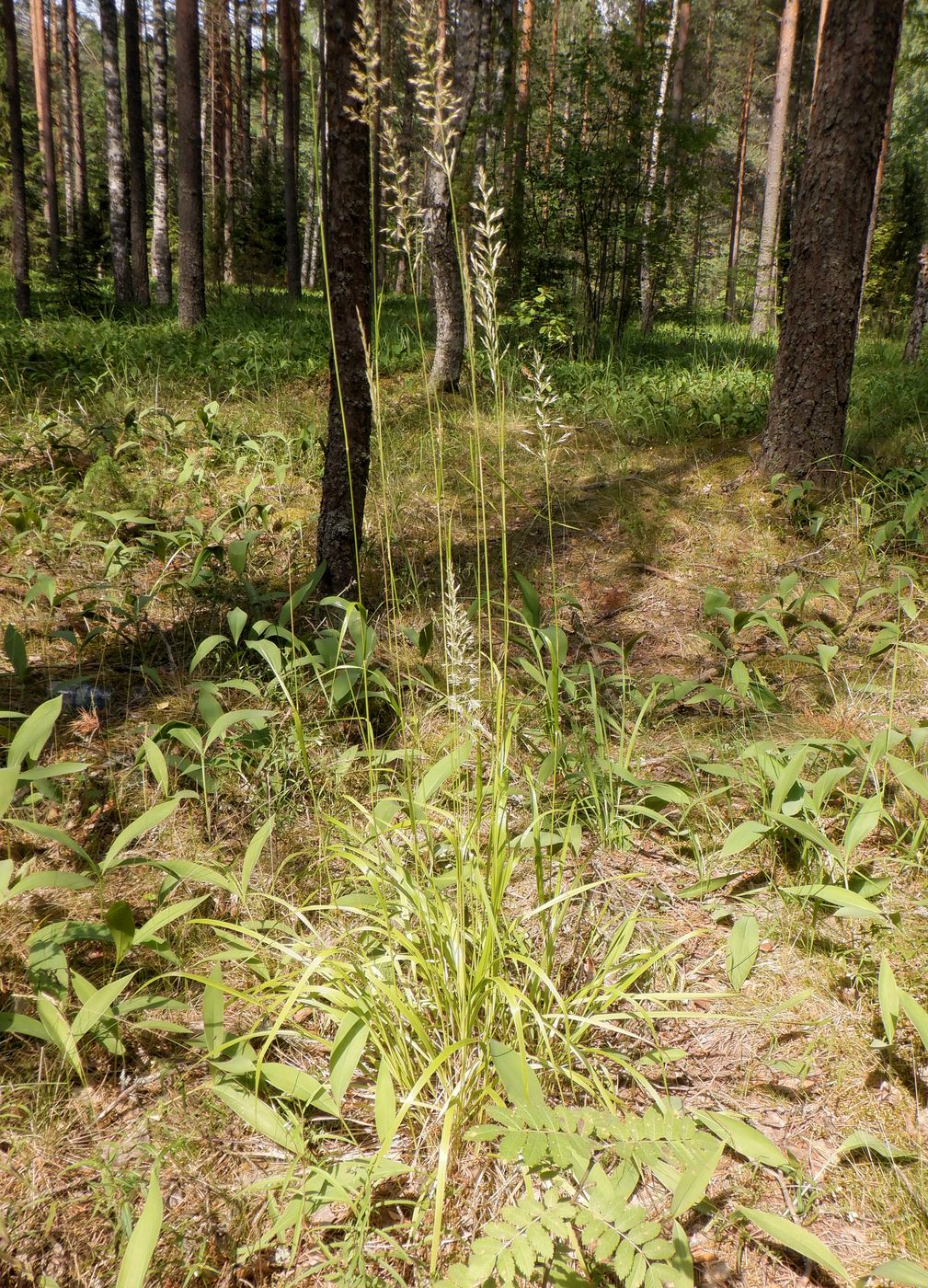 Изображение особи Calamagrostis arundinacea.