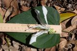 Bauhinia bowkeri