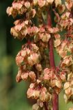 Rumex aquaticus