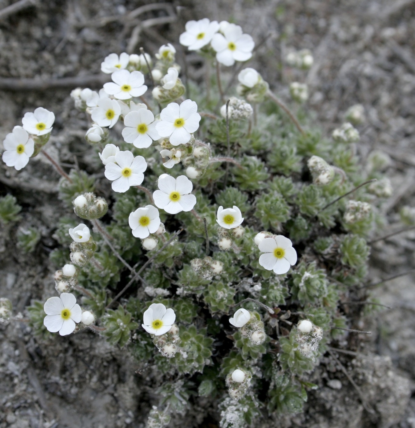 Image of Androsace koso-poljanskii specimen.