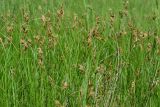 Carex praecox