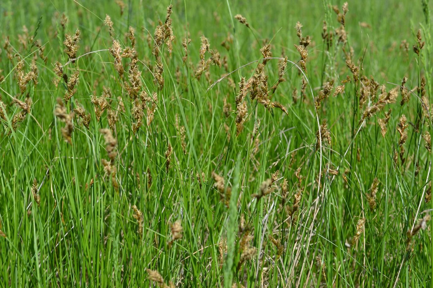 Image of Carex praecox specimen.