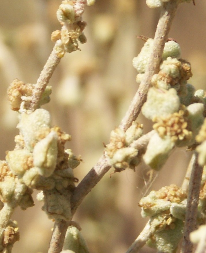 Image of Atriplex cana specimen.