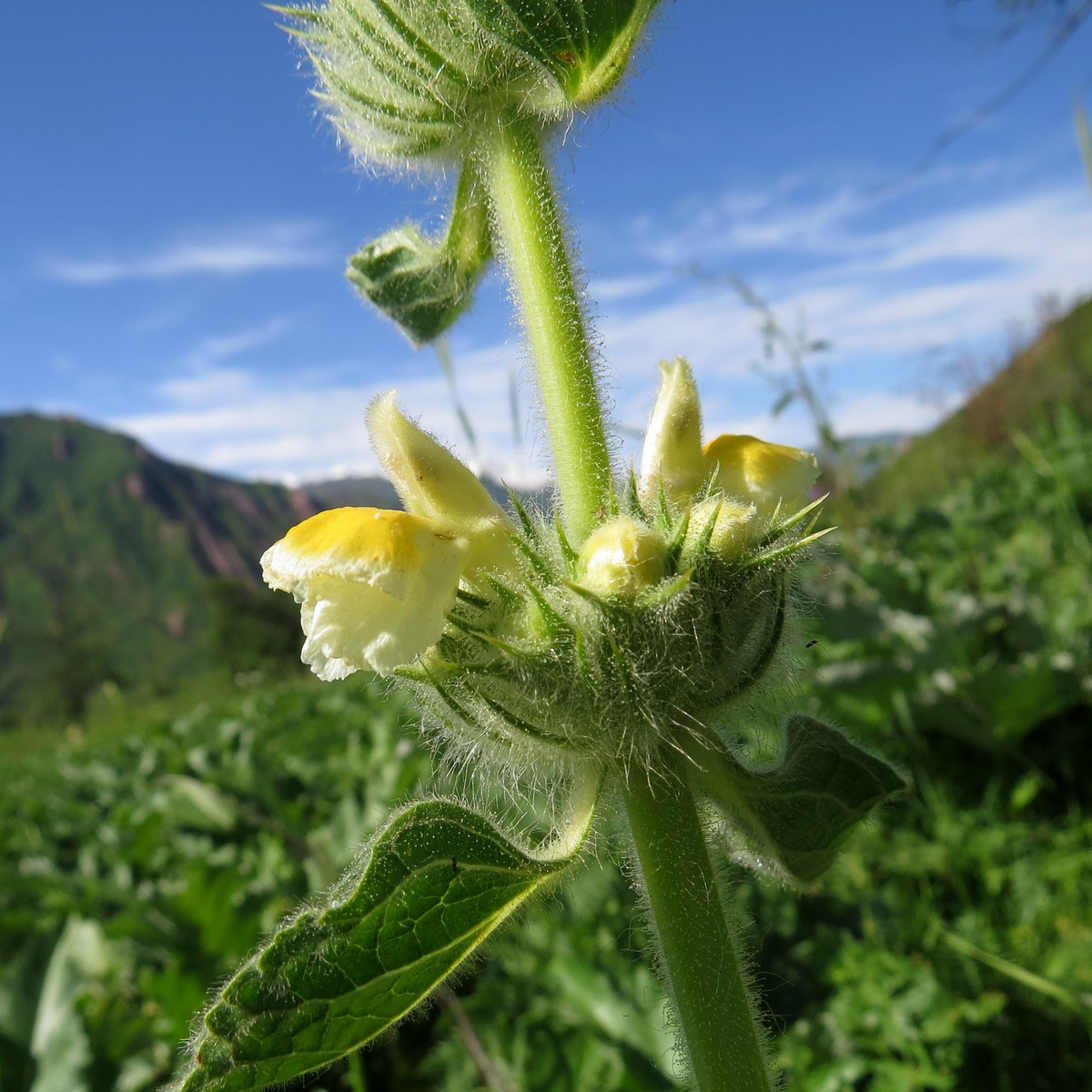 Image of Phlomoides arctiifolia specimen.