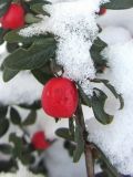 Cotoneaster microphyllus. Часть ветви с созревшим плодом. Беларусь, г. Минск, клумба у жилого дома. 15.01.2021.