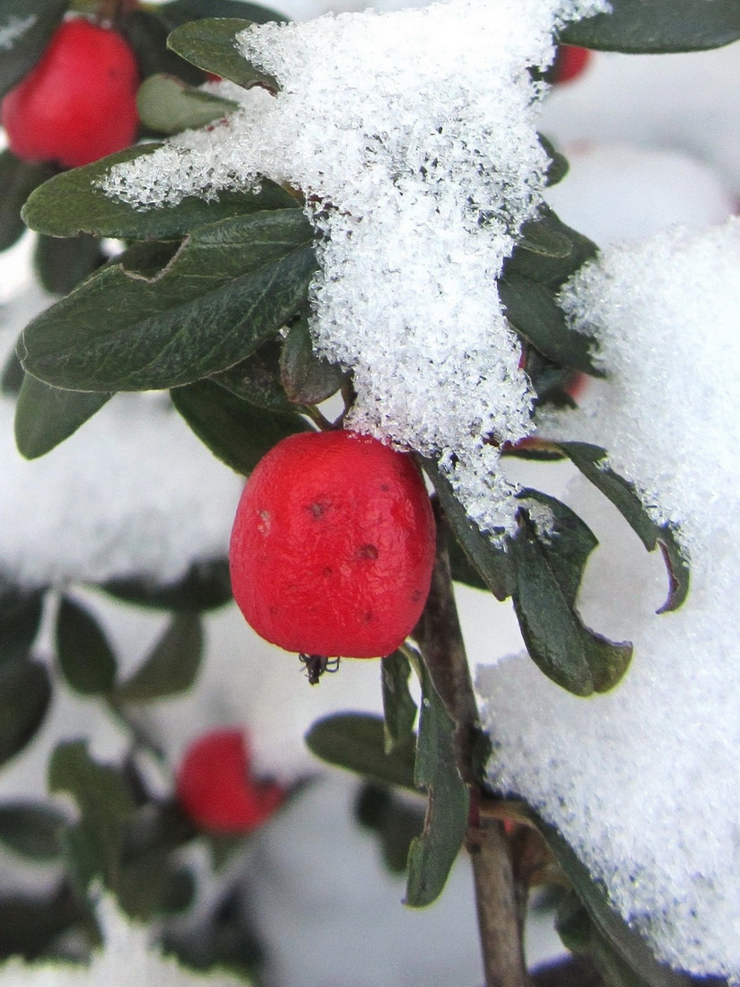 Изображение особи Cotoneaster microphyllus.