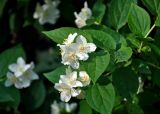 Philadelphus coronarius