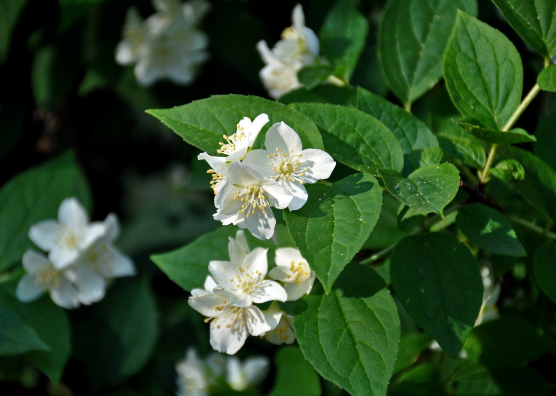 Изображение особи Philadelphus coronarius.