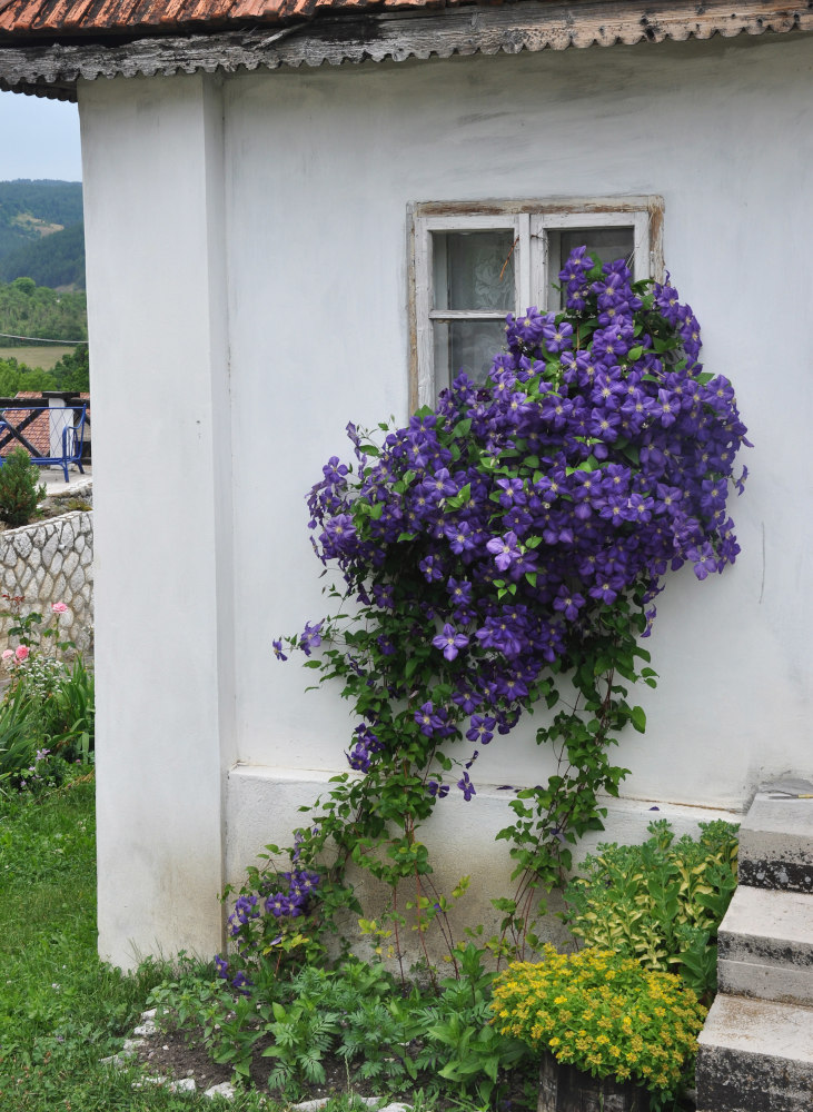 Изображение особи Clematis &times; jackmanii.