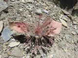 Allium alexeianum. Цветущее растение с завязавшимися плодами. Узбекистан, Джизакская обл., Туркестанский хребет, Зааминский национальный парк, бассейн реки Зааминсу, урочище Исманы, около 1500 м н.у.м., каменисто-щебнистый склон. 28.05.2017.
