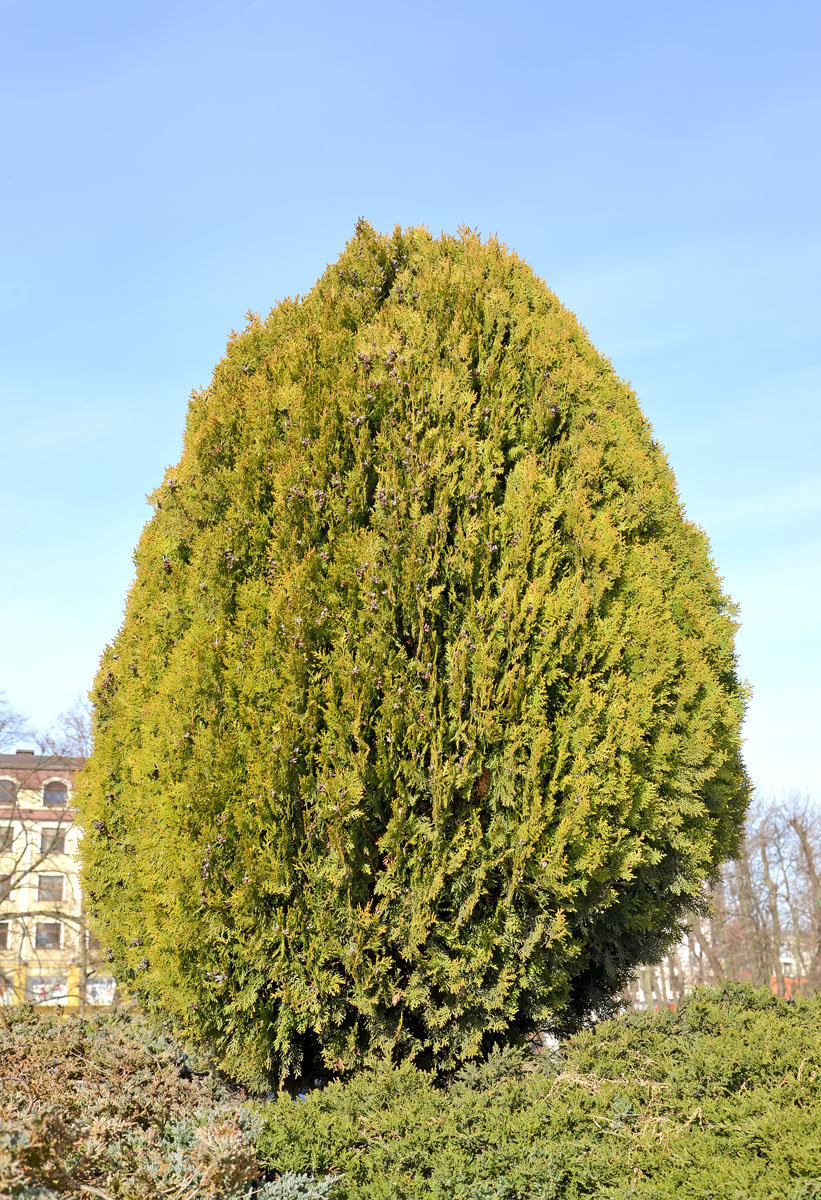 Изображение особи Platycladus orientalis.