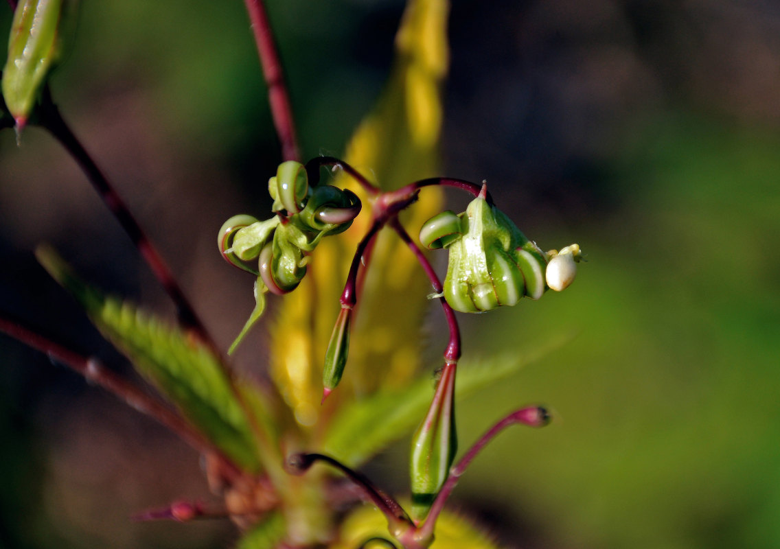 Изображение особи Impatiens glandulifera.