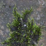 семейство Brachytheciaceae