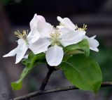 Malus domestica
