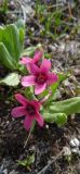 Primula fedtschenkoi