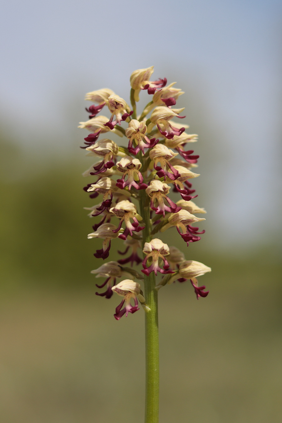 Изображение особи Orchis &times; calliantha.