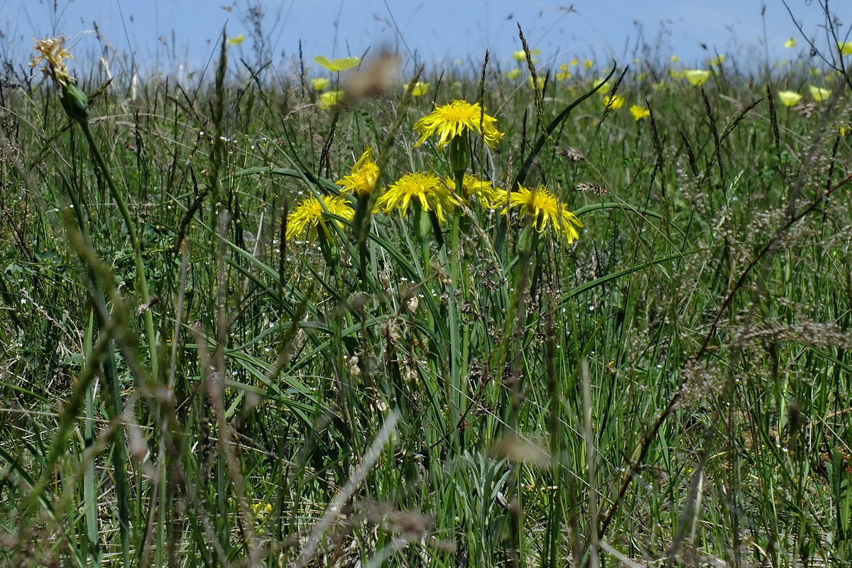 Image of genus Scorzonera specimen.