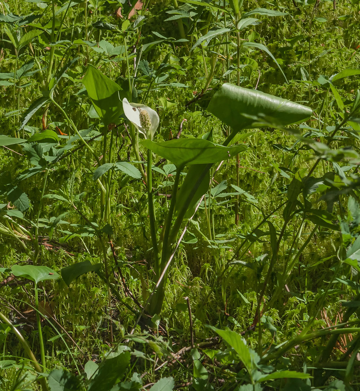 Изображение особи Calla palustris.