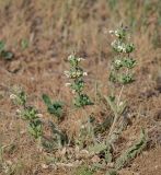 Phlomoides labiosa