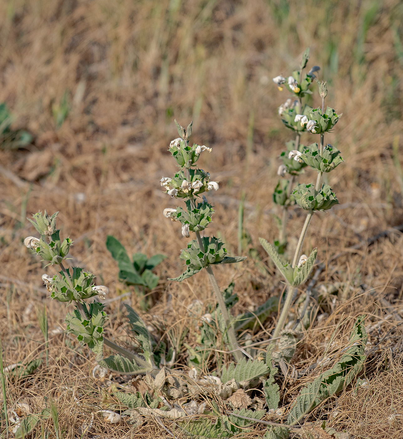 Image of Phlomoides labiosa specimen.