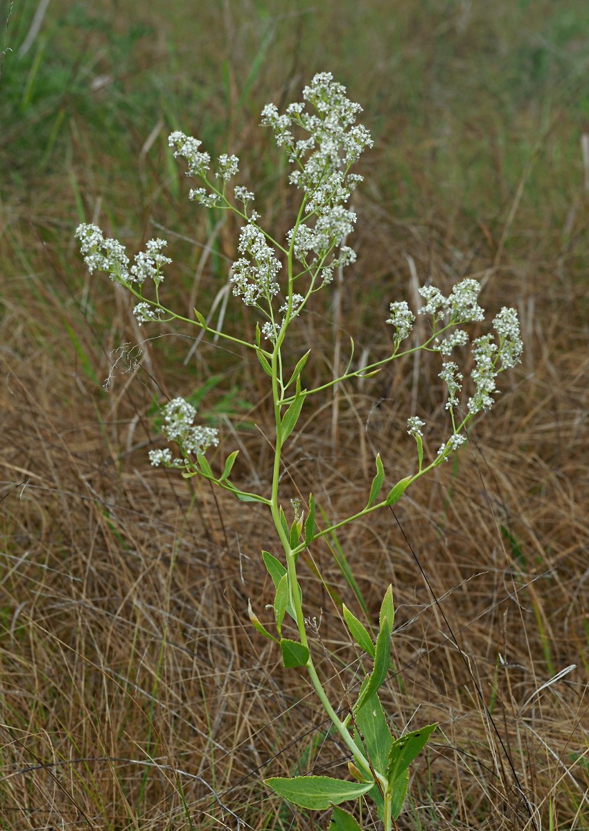 Image of Lepidium latifolium specimen.