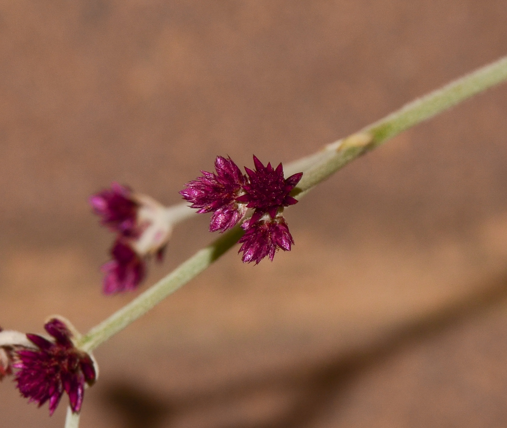Image of Alternanthera porrigens specimen.