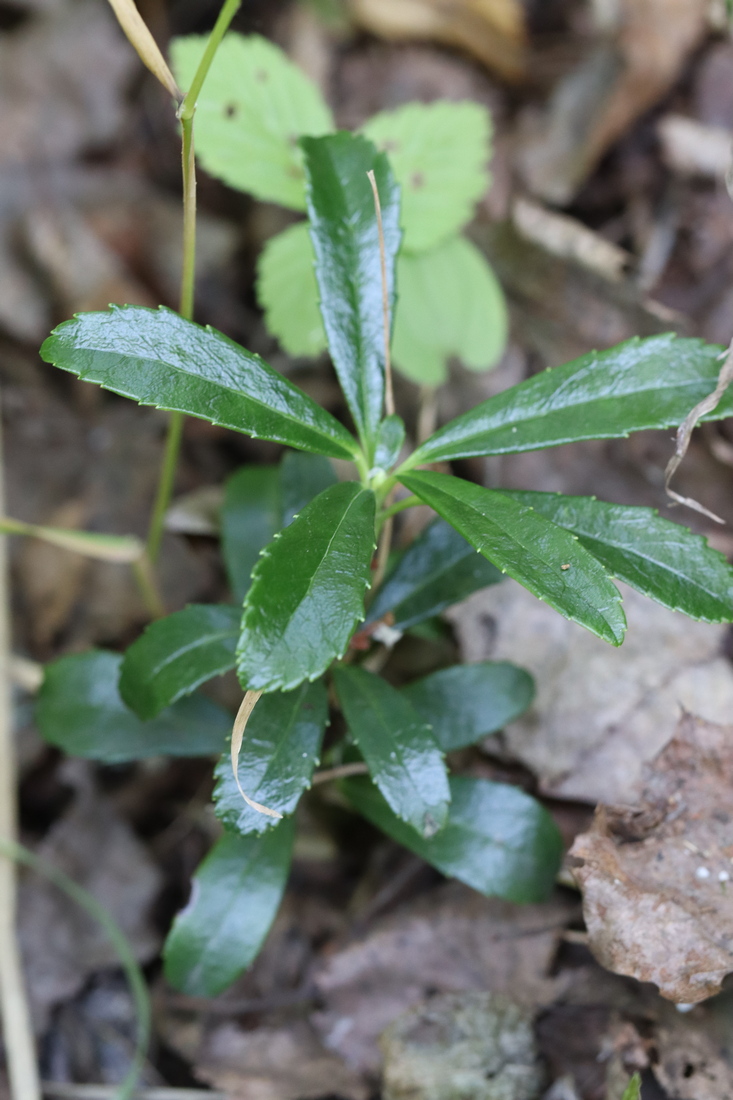 Изображение особи Chimaphila umbellata.