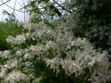 Clematis mandshurica. Цветущее растения. Еврейская автономная обл., Смидовичский р-н, ст. Урми, влажный луг. 11.07.2015.