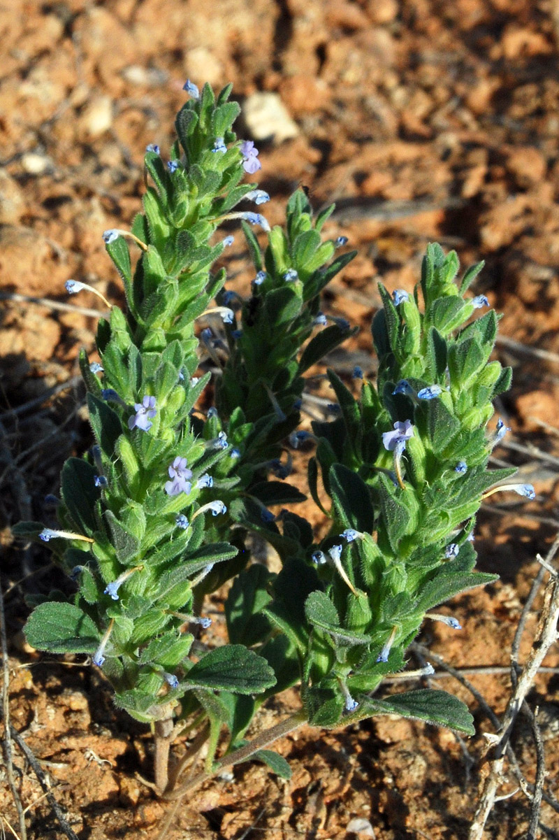 Image of Lallemantia royleana specimen.