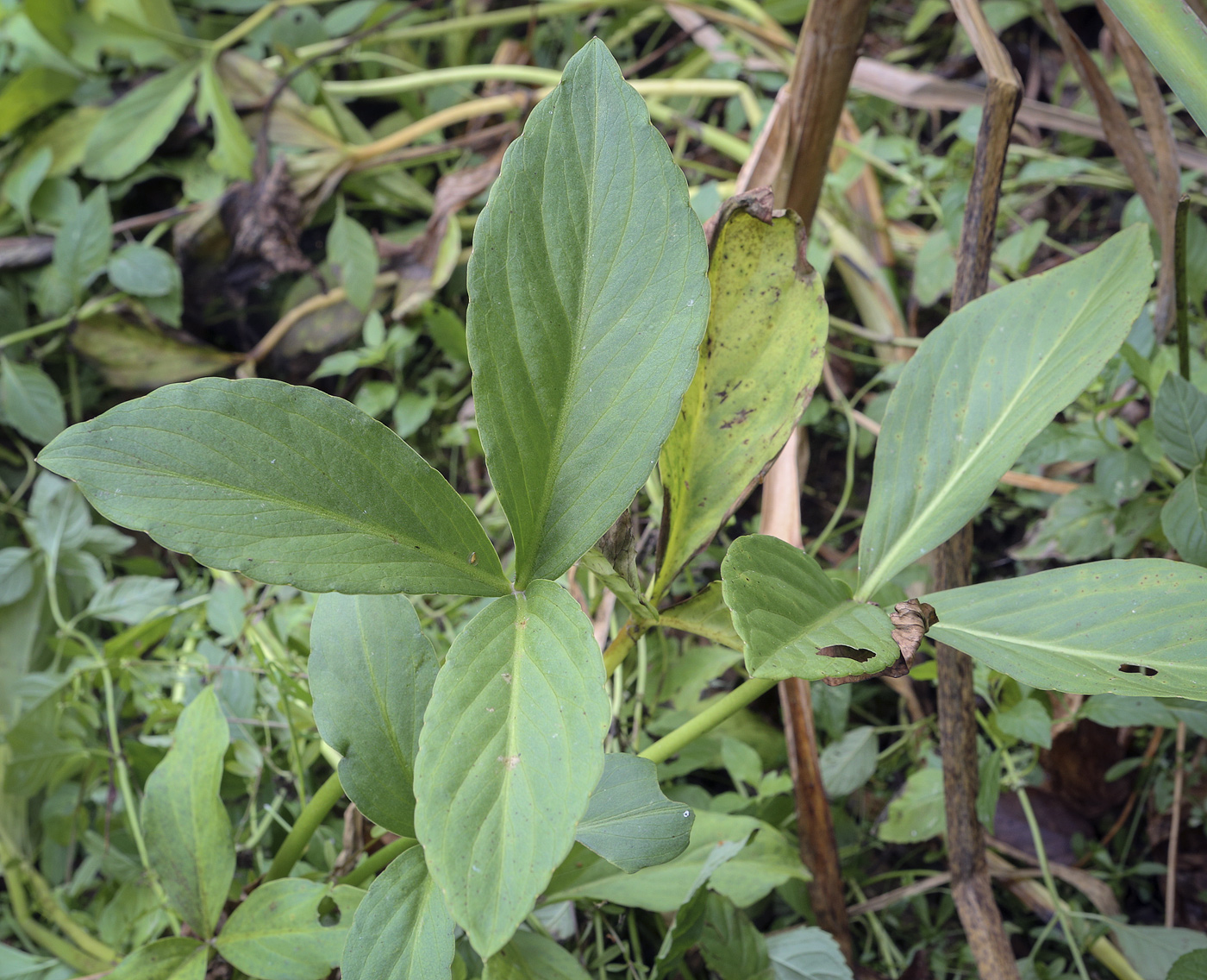 Image of Menyanthes trifoliata specimen.