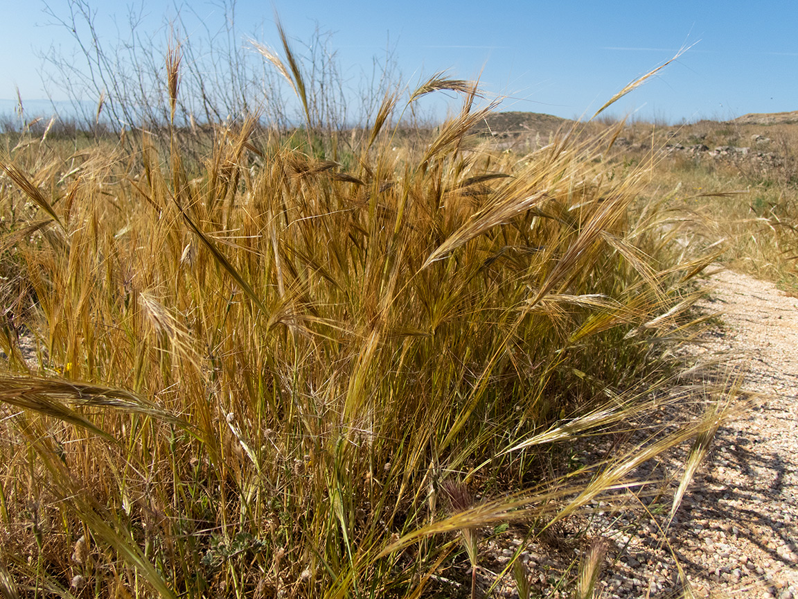Image of Stipellula capensis specimen.