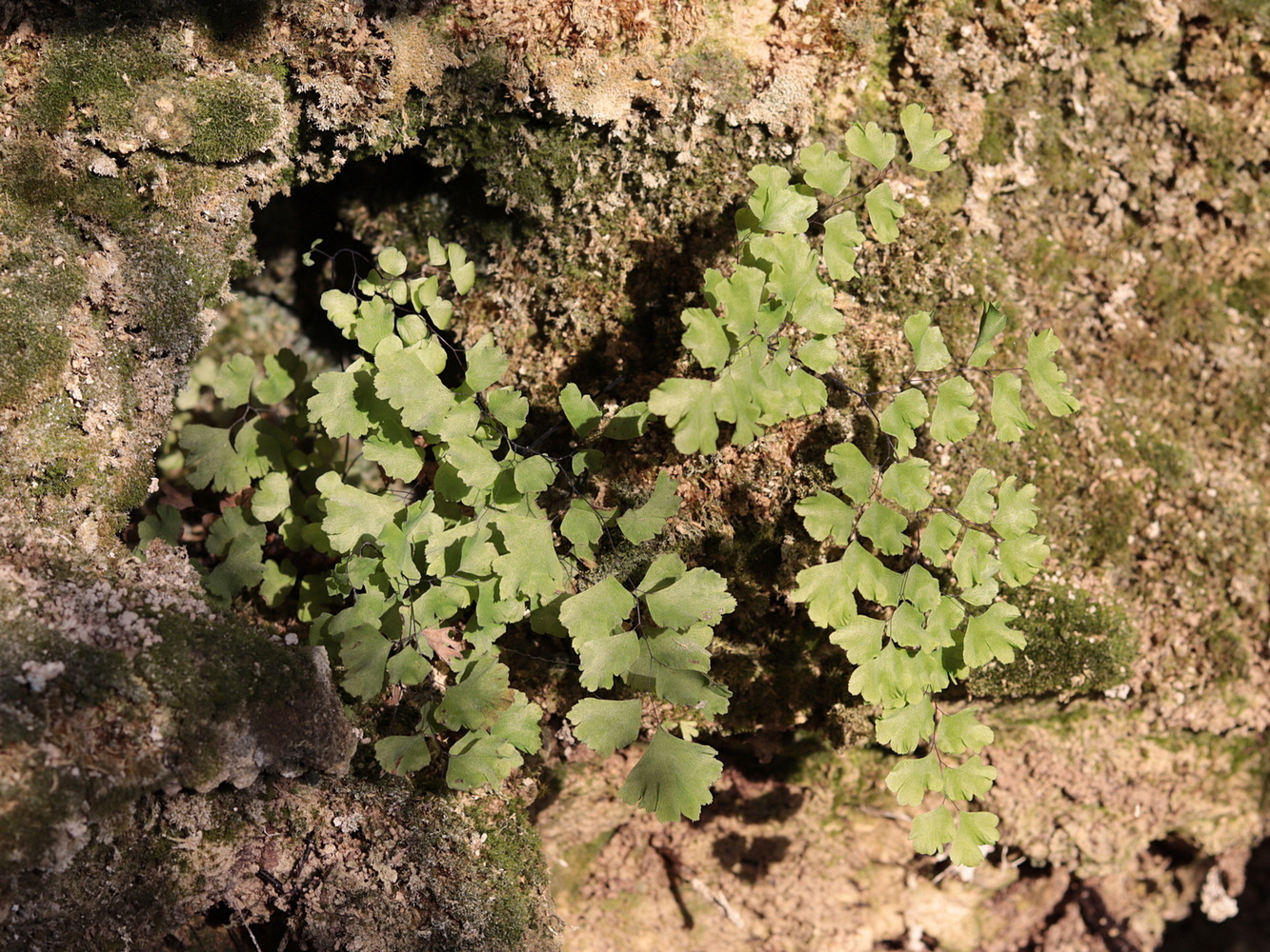 Изображение особи Adiantum capillus-veneris.