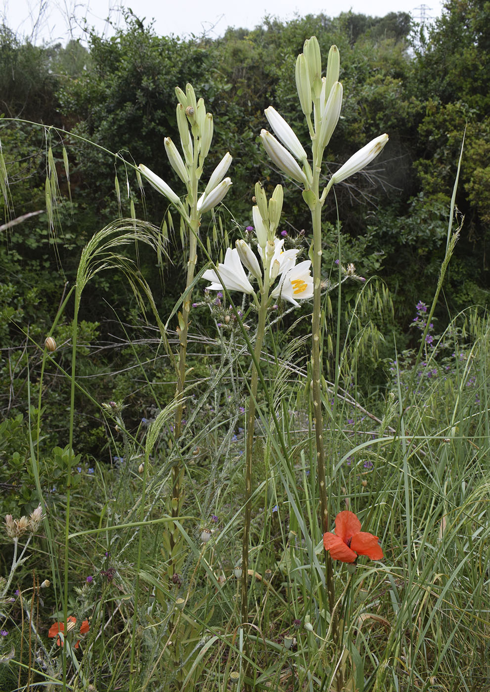 Изображение особи Lilium candidum.