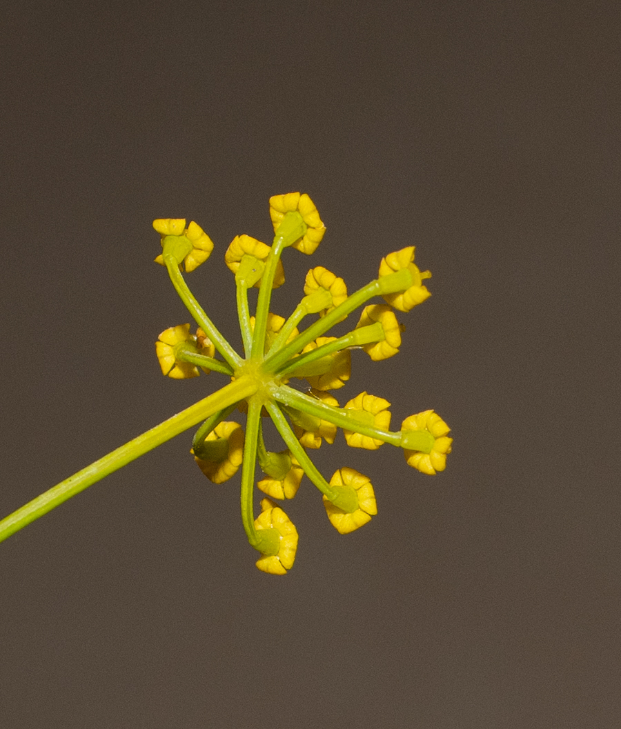 Image of Ridolfia segetum specimen.